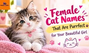 Female Cat Names That Are Purrfect for Your Beautiful Girl
